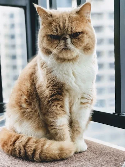 Котёнок британец ищет дом